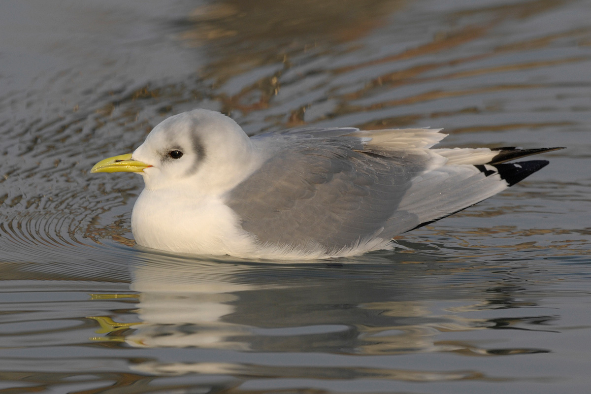 Black-legged Kittiwake