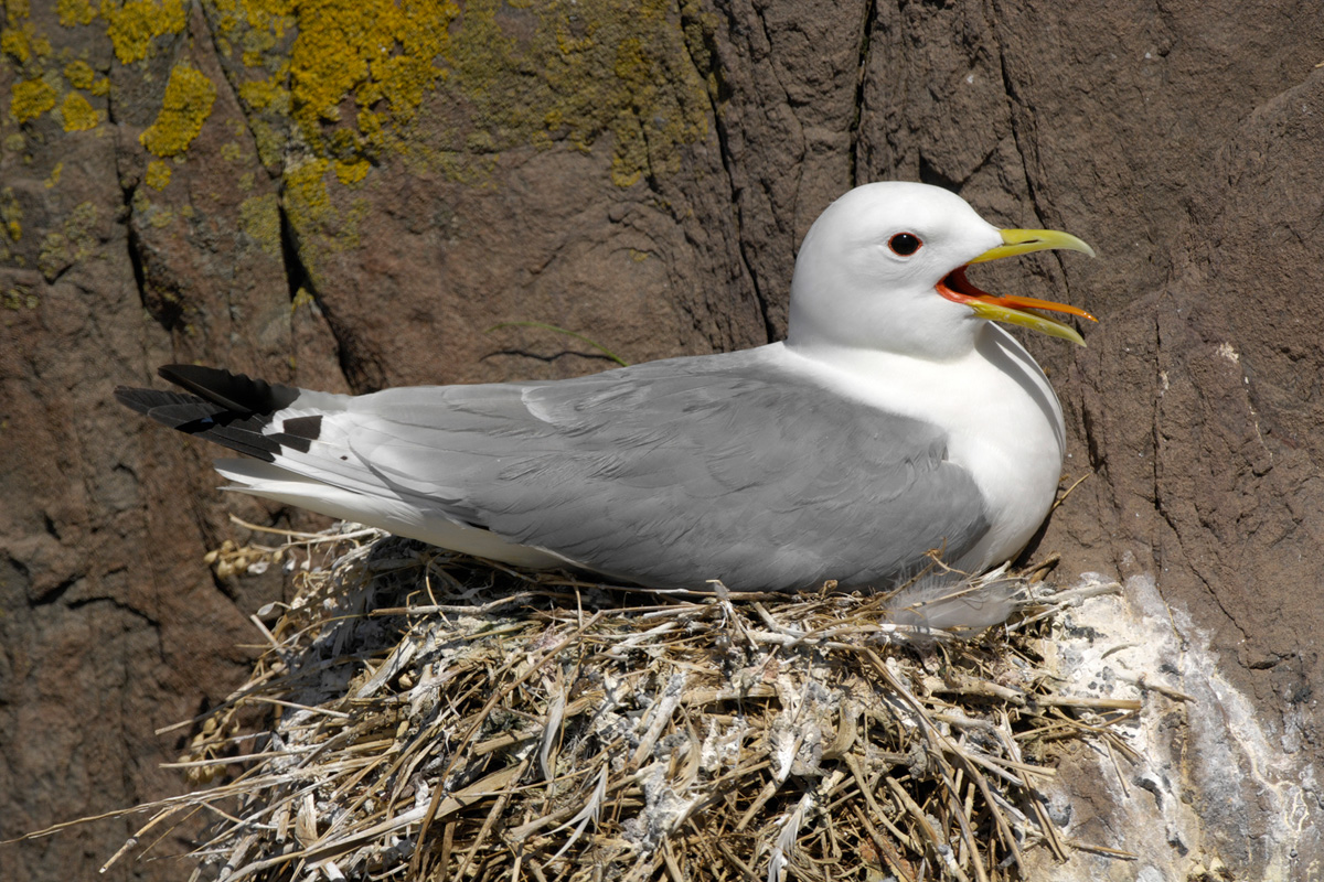 Black-legged Kittiwake