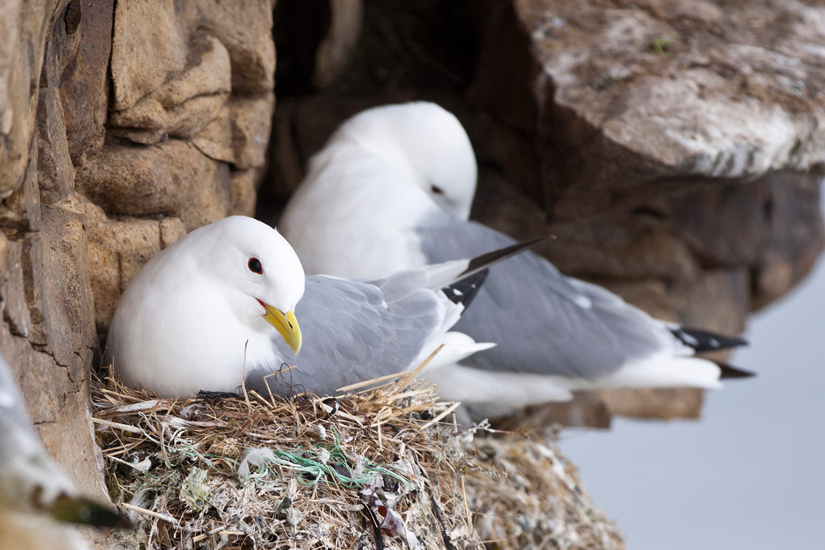 Black-legged Kittiwake