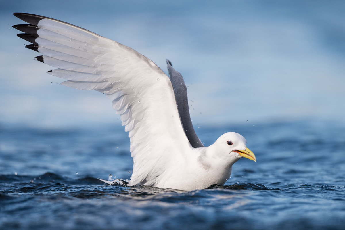 Black-legged Kittiwake