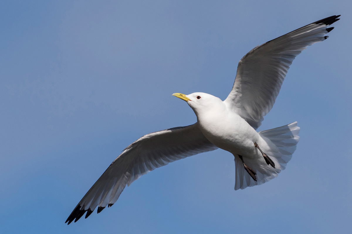 Black-legged Kittiwake