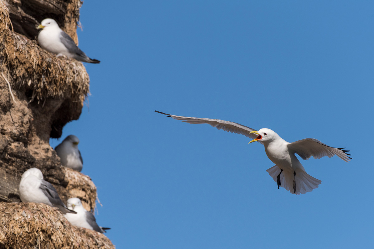 Black-legged Kittiwake