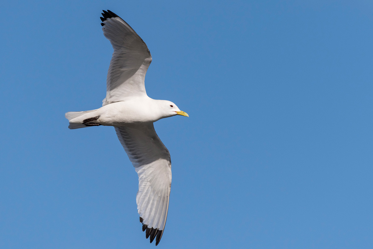 Black-legged Kittiwake