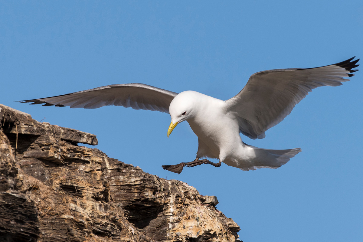 Black-legged Kittiwake