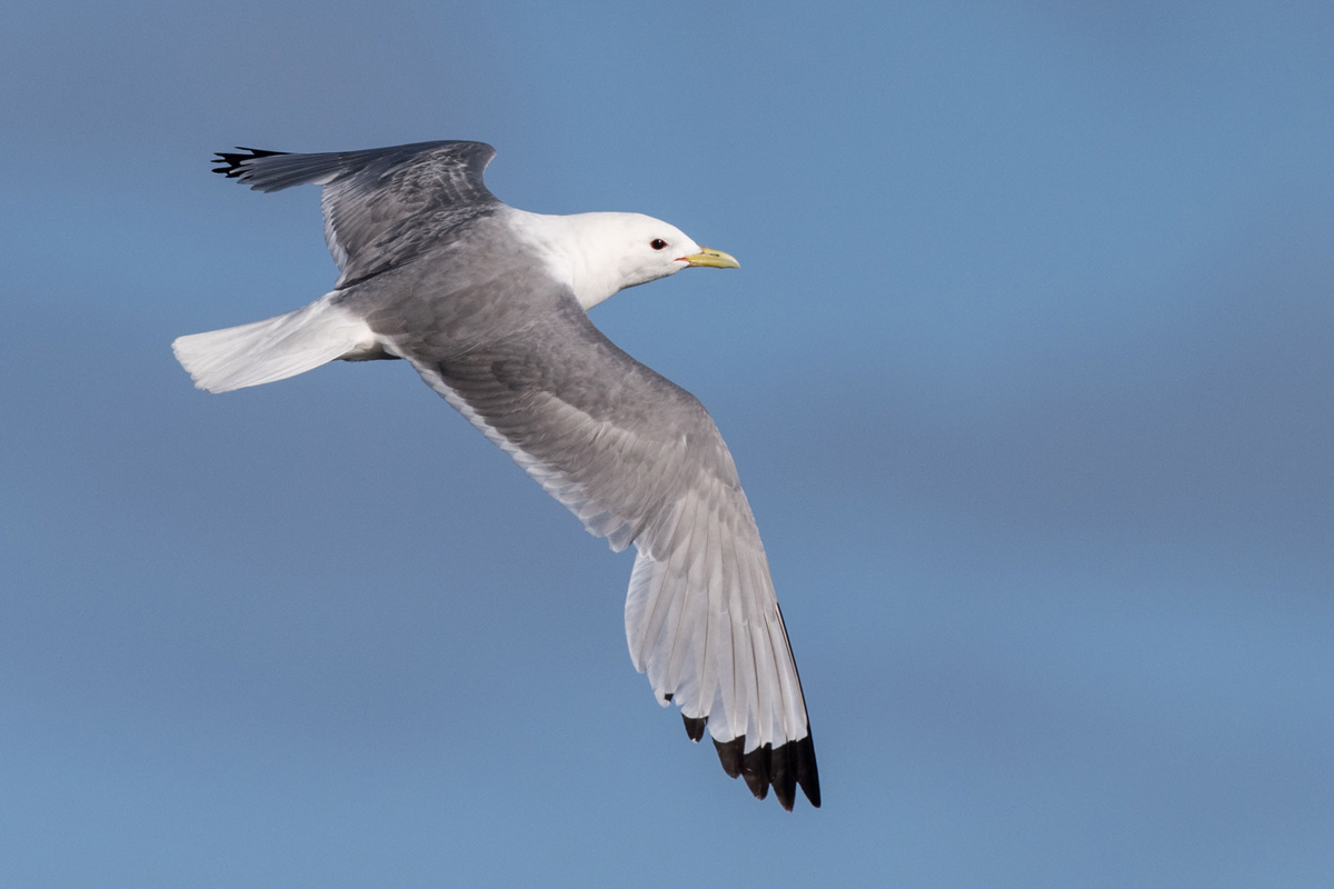 Black-legged Kittiwake