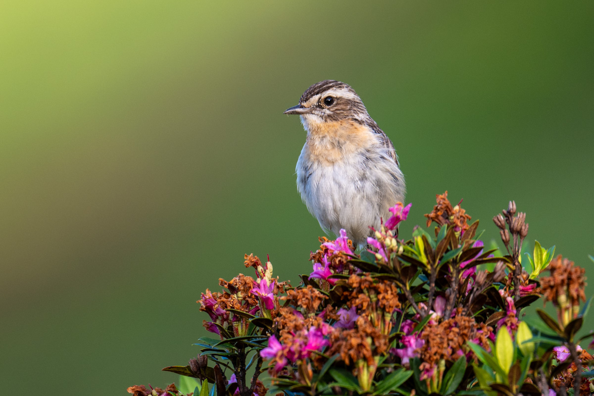 Whinchat