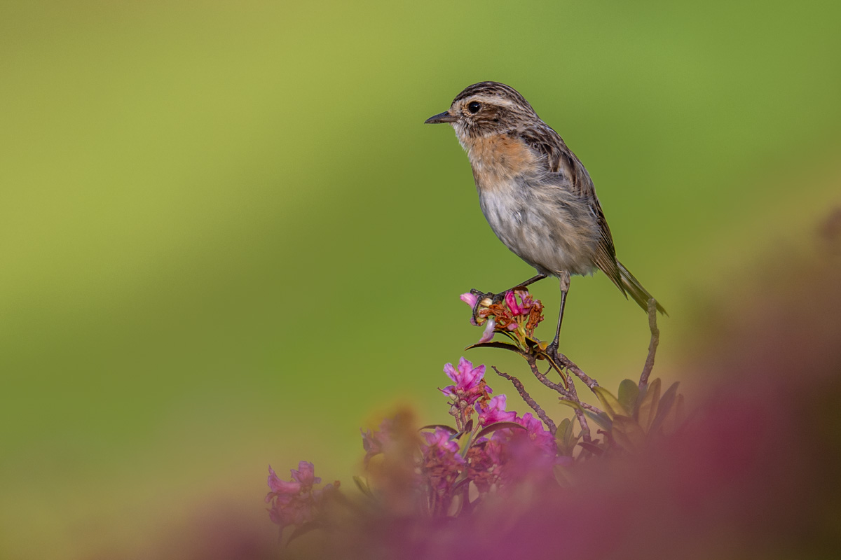 Whinchat