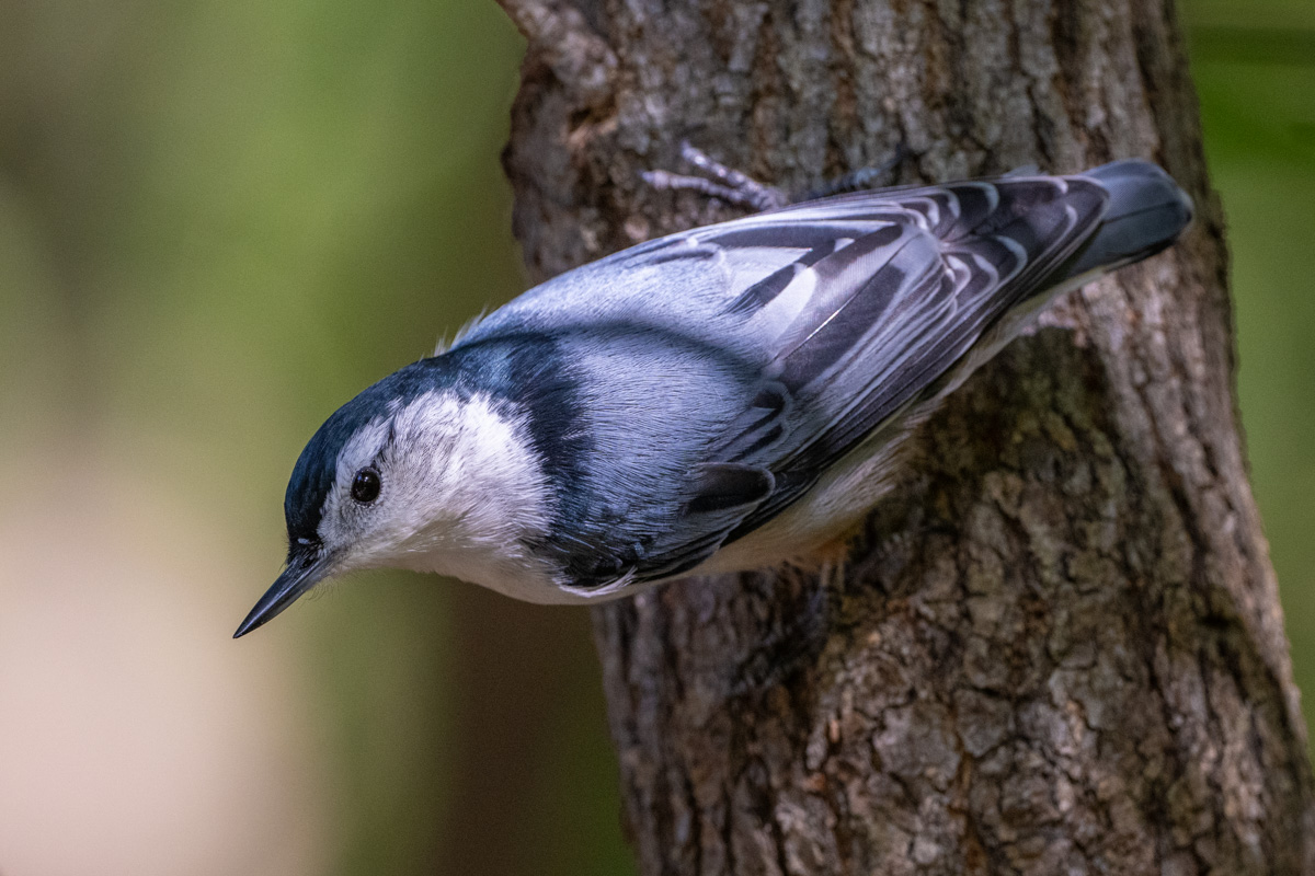 White-breasted Nuthatch