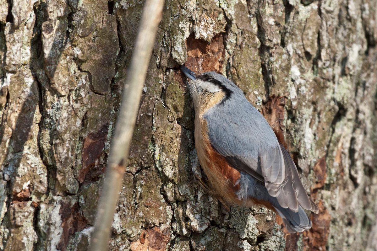 Eurasian Nuthatch