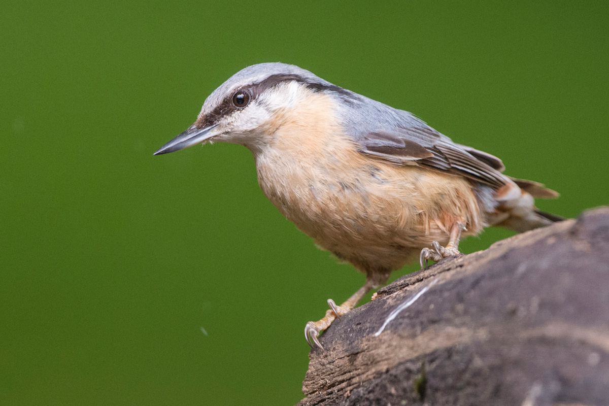 Eurasian Nuthatch