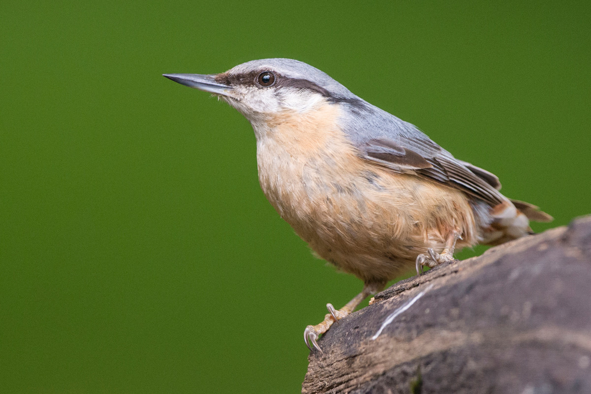 Eurasian Nuthatch