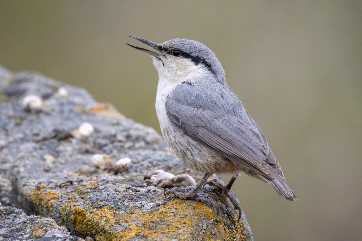 Western Rock Nuthatch