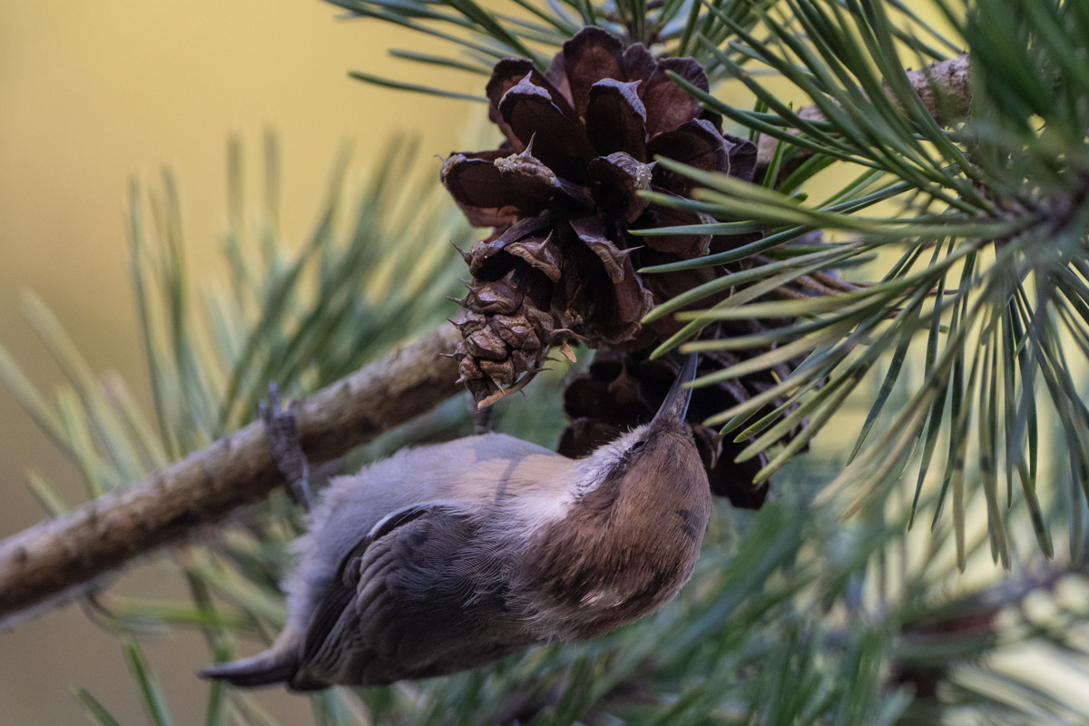 Brown-headed Nuthatch