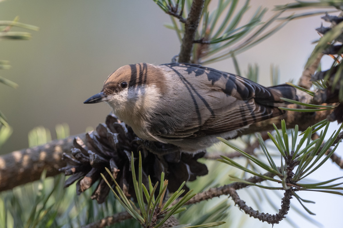 Brown-headed Nuthatch