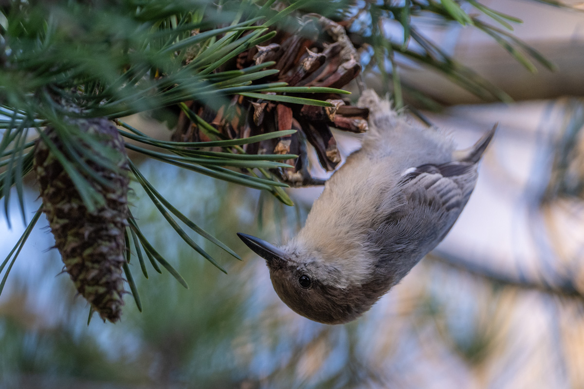 Brown-headed Nuthatch