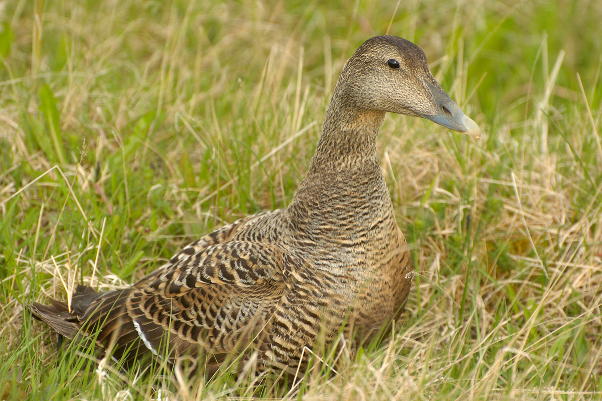 Common Eider