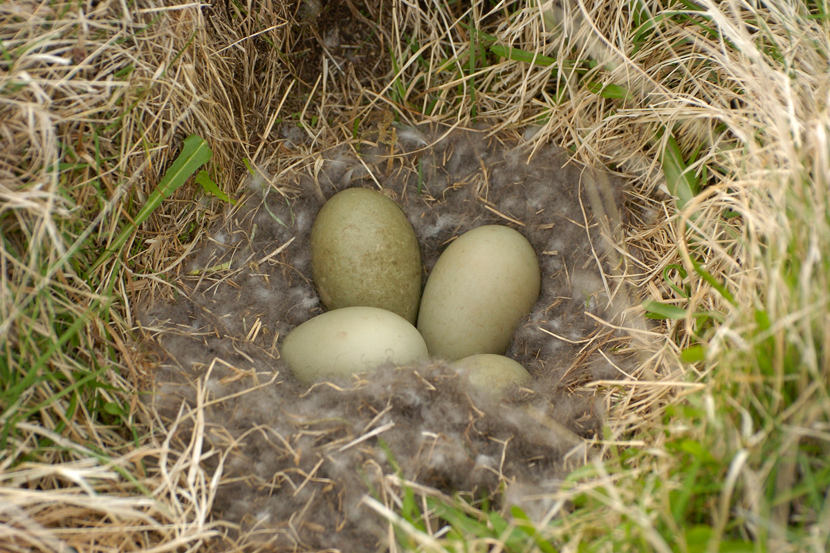 Common Eider