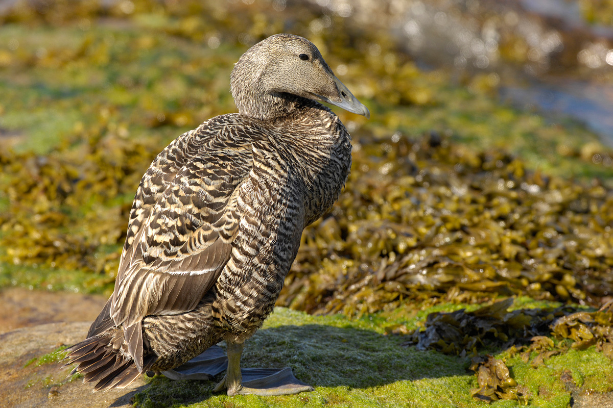 Common Eider