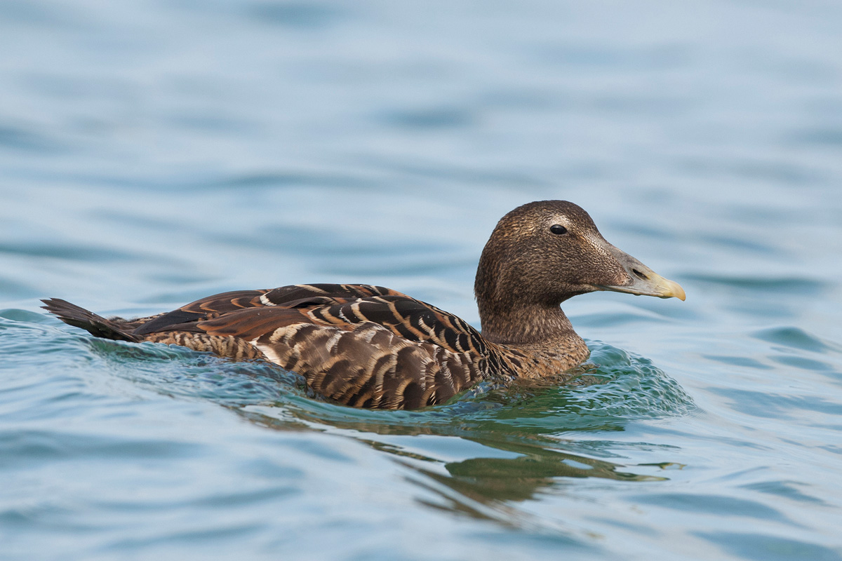 Common Eider