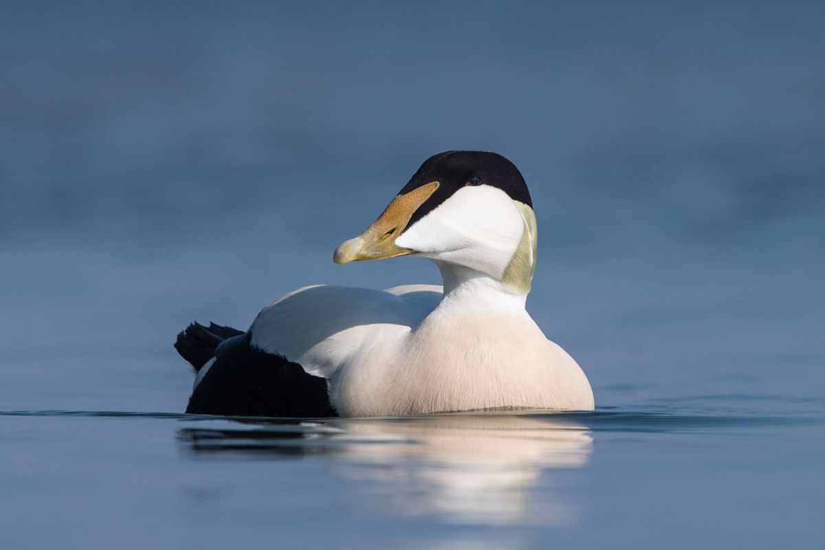 Common Eider