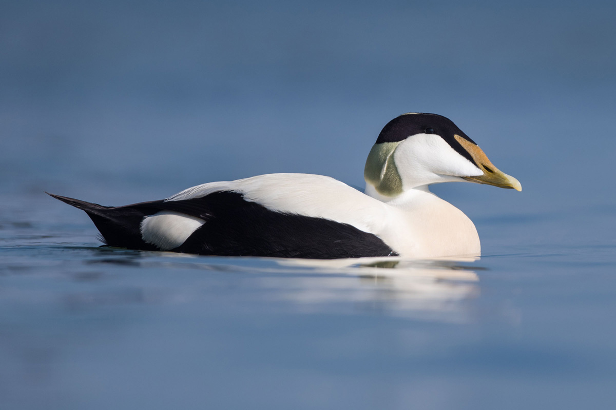 Common Eider