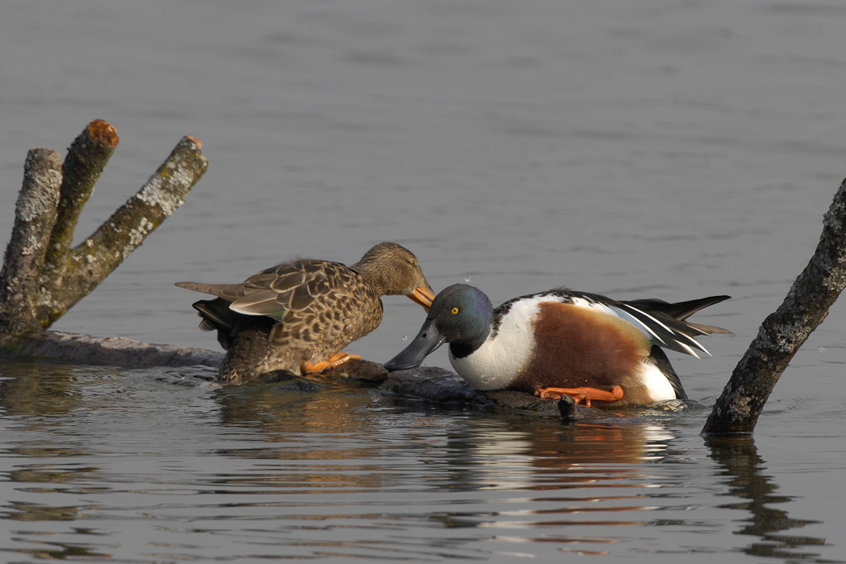 Northern Shoveler