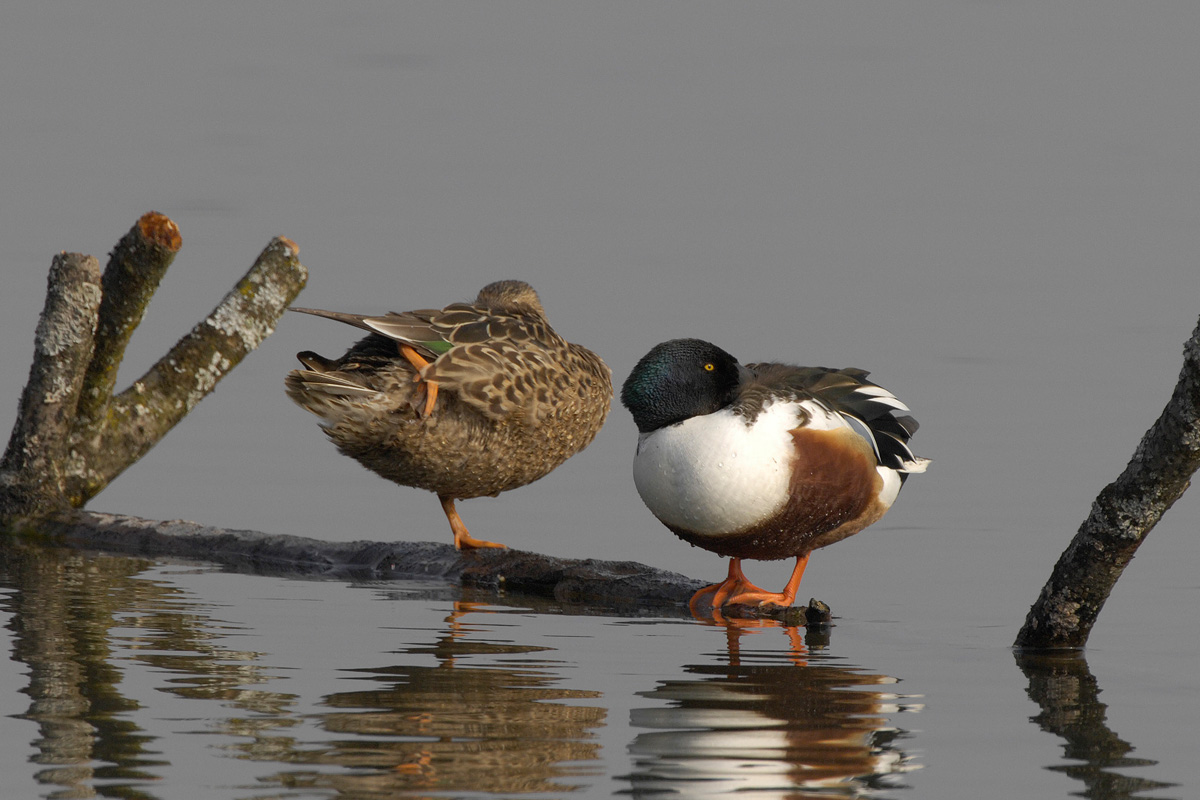 Northern Shoveler