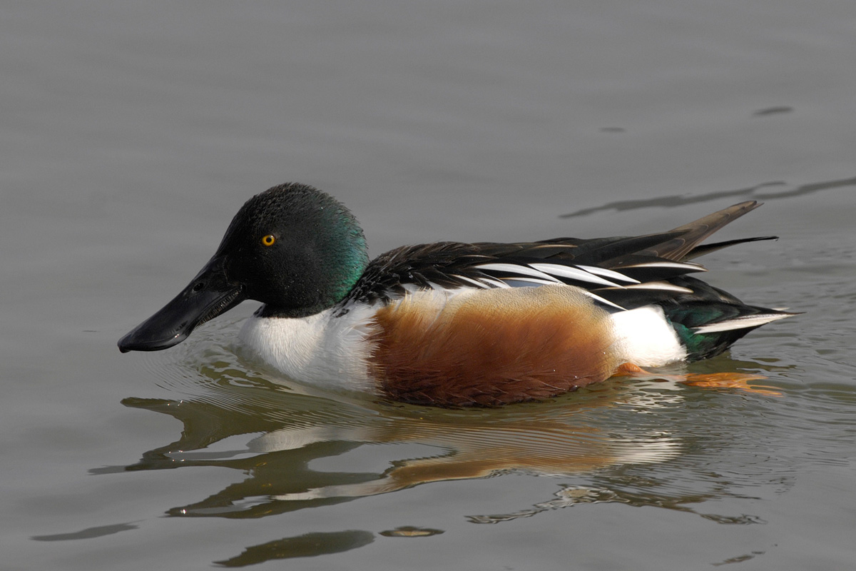 Northern Shoveler