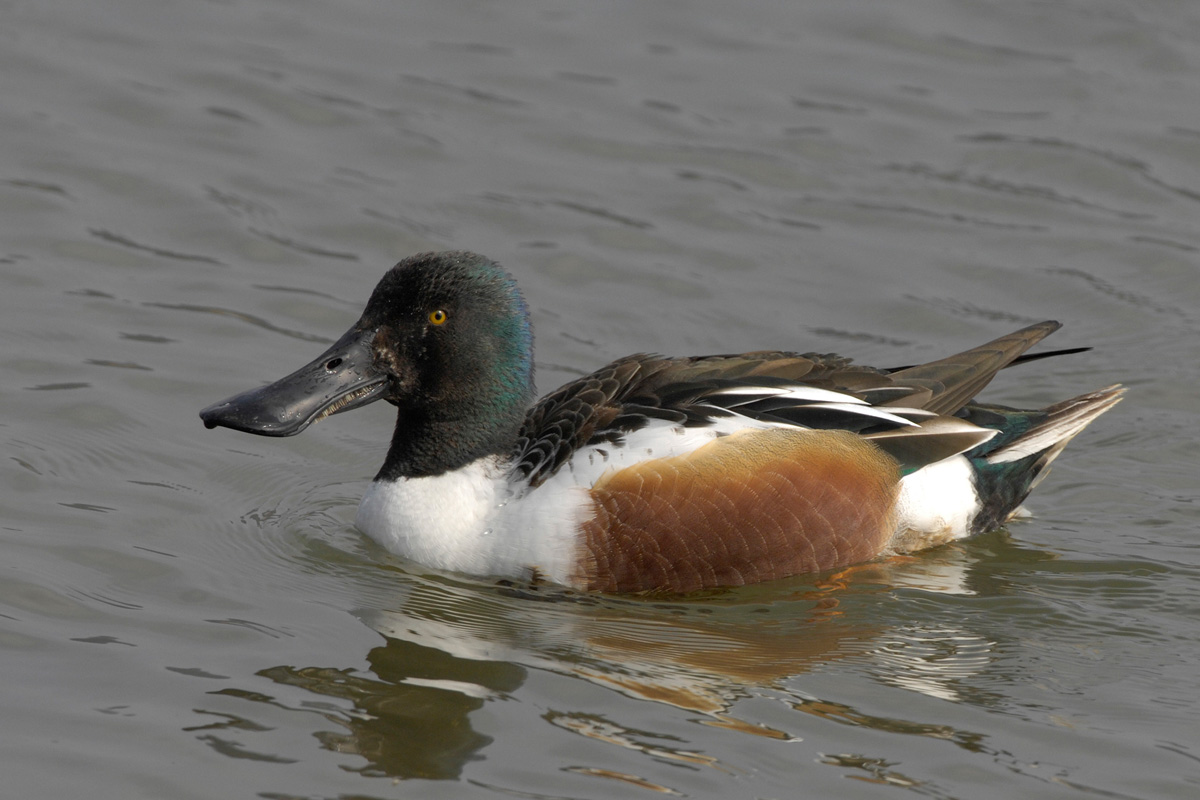 Northern Shoveler