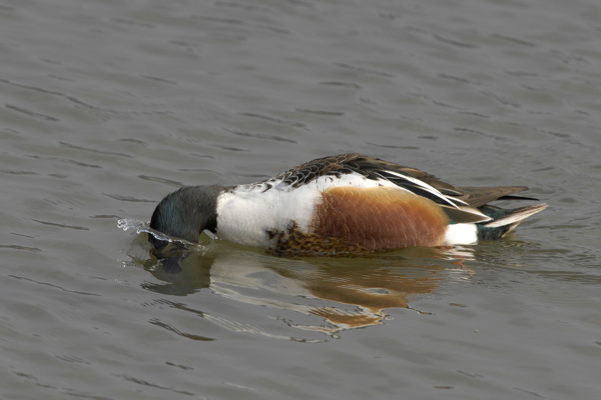 Northern Shoveler