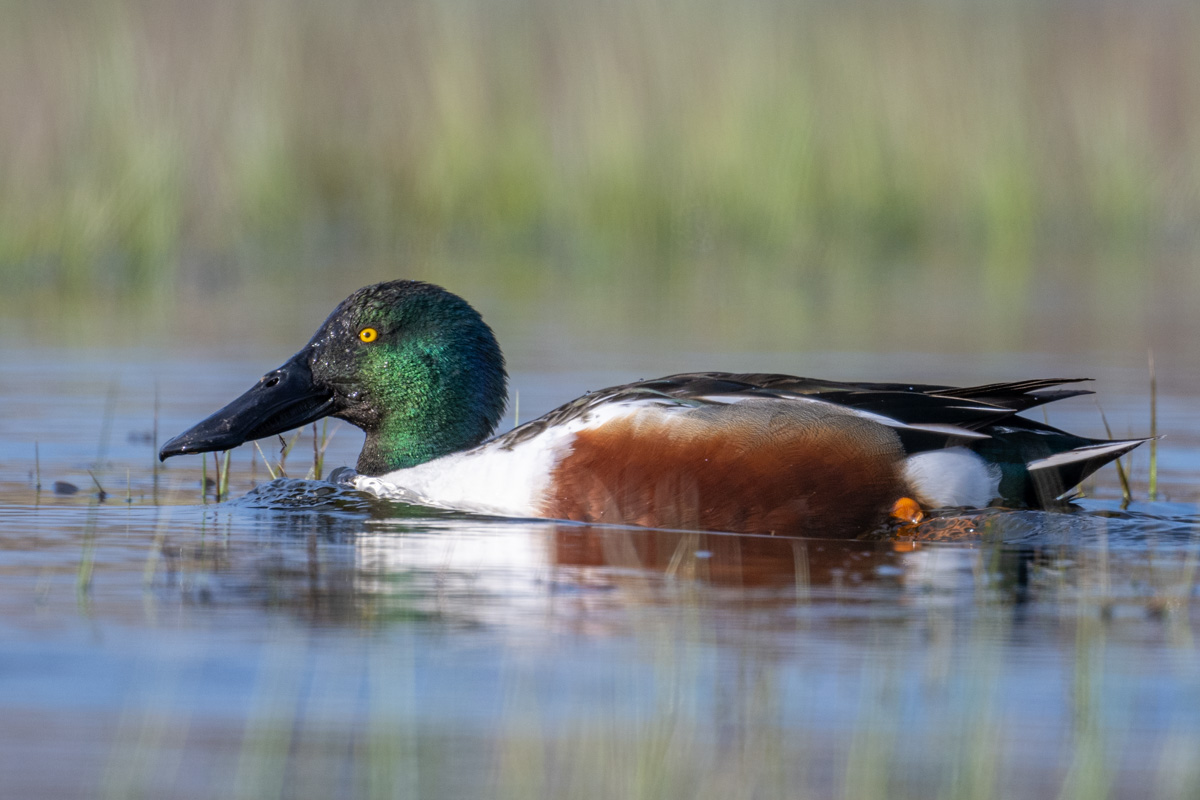 Northern Shoveler