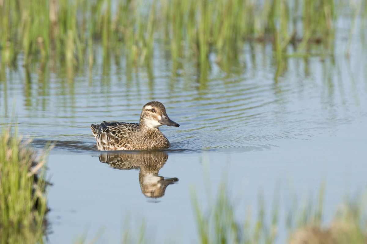 Garganey