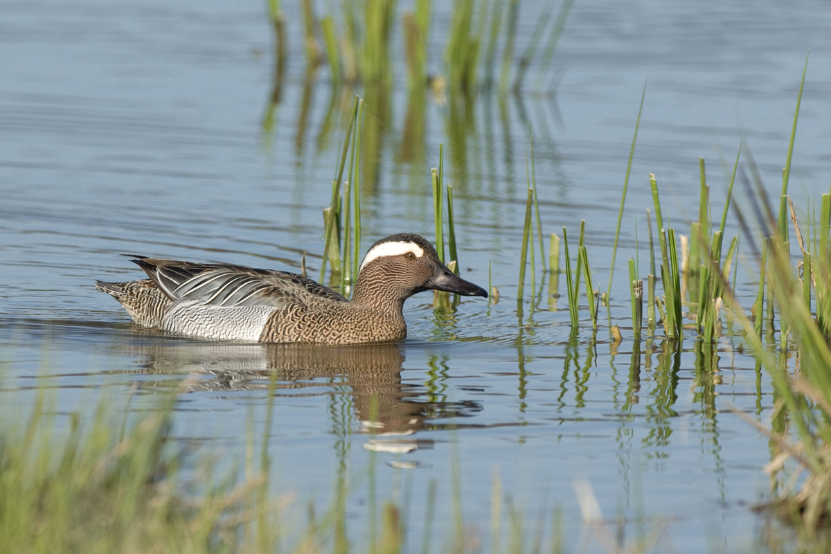 Garganey