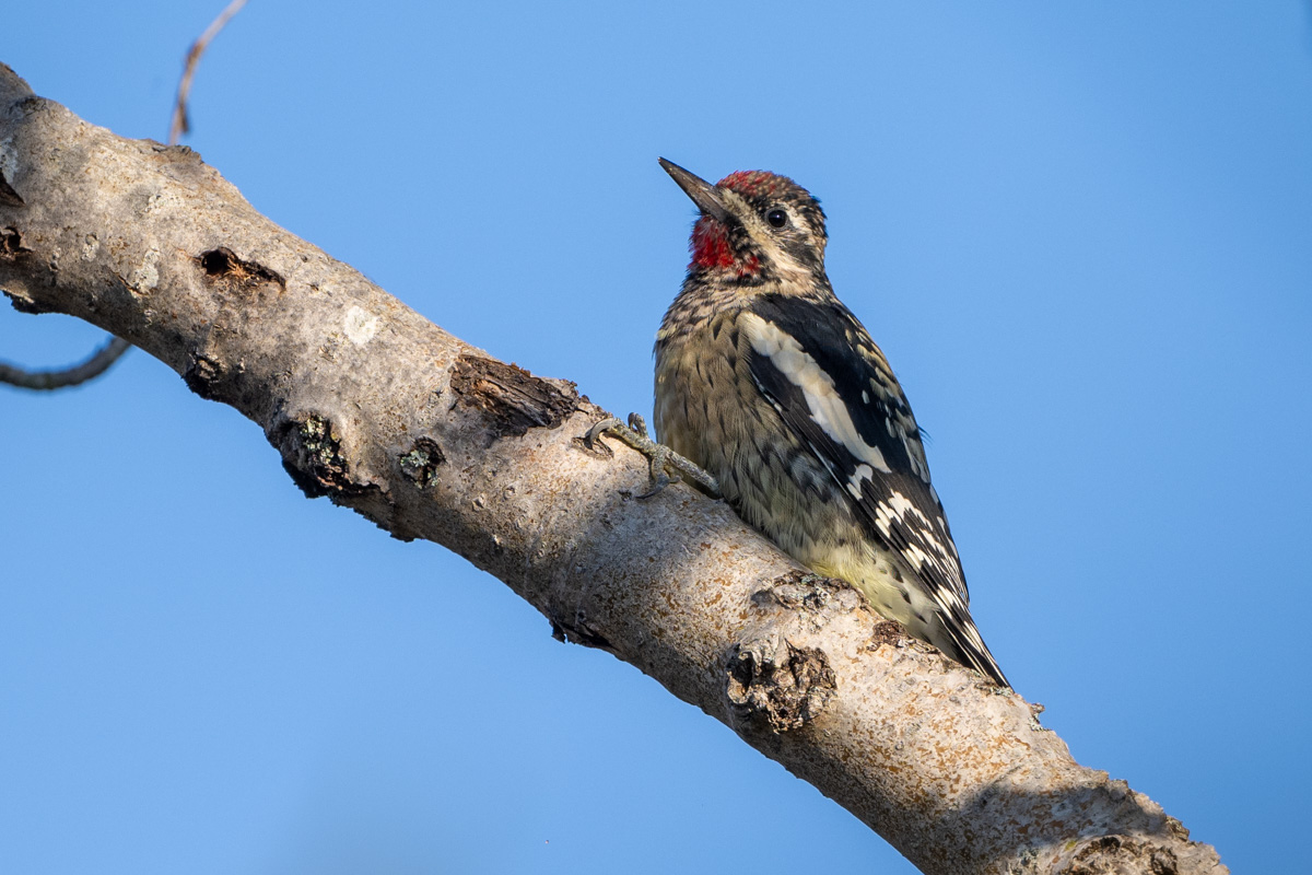 Yellow-bellied Sapsucker