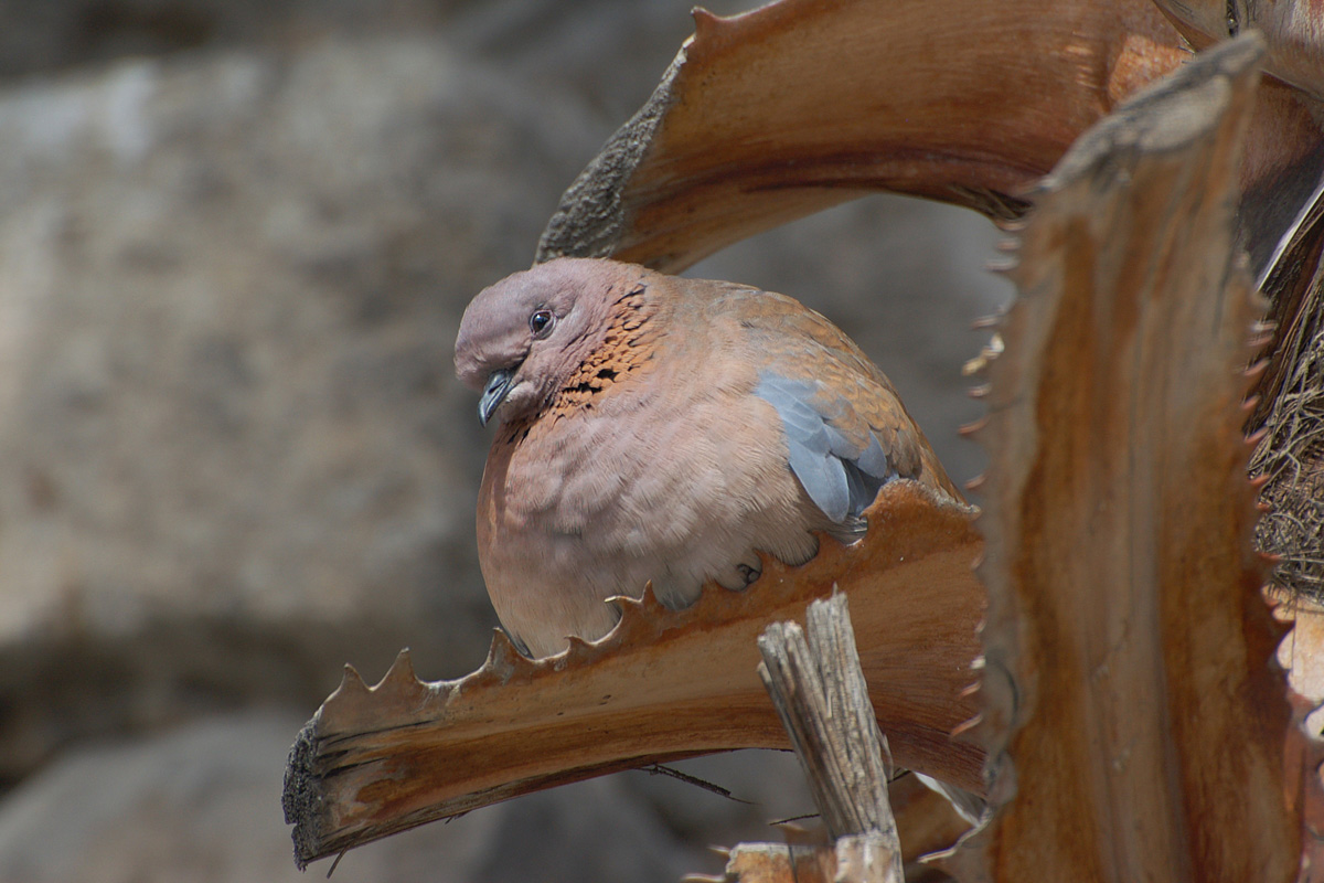 Laughing Dove