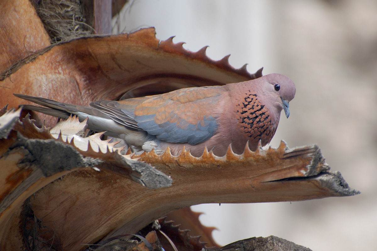 Laughing Dove