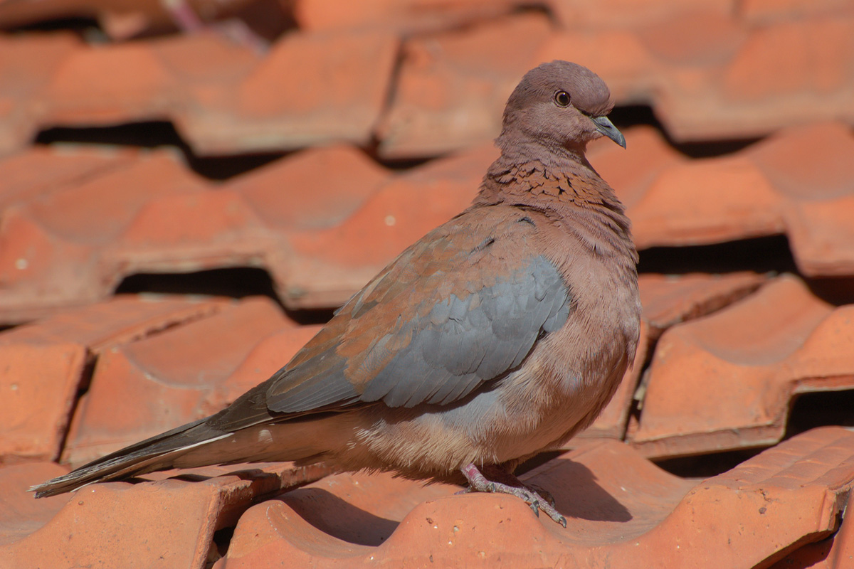 Laughing Dove