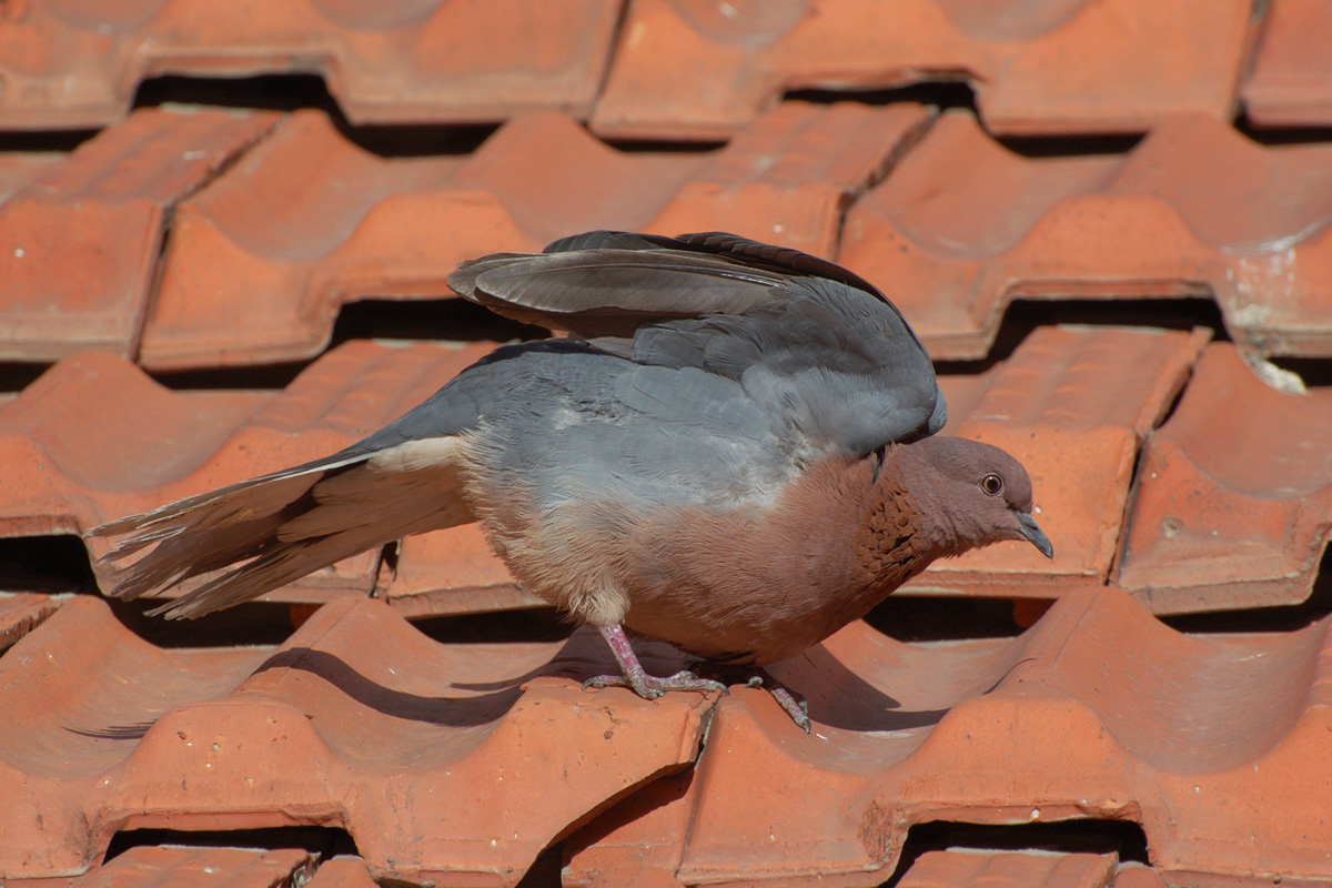 Laughing Dove