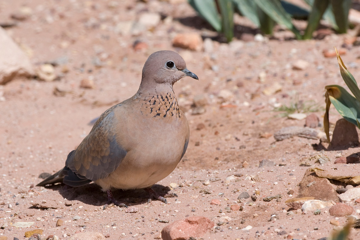 Laughing Dove