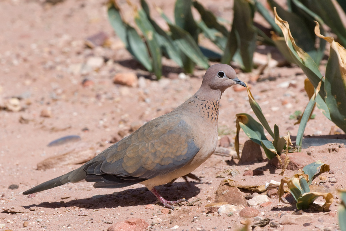 Laughing Dove