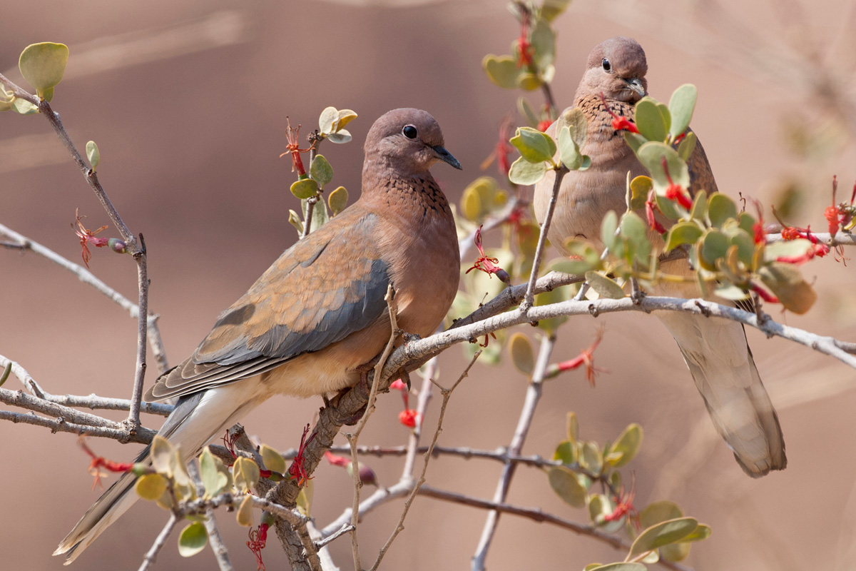 Laughing Dove