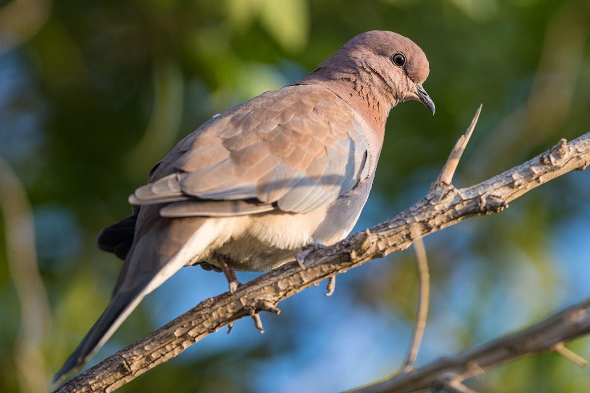 Laughing Dove