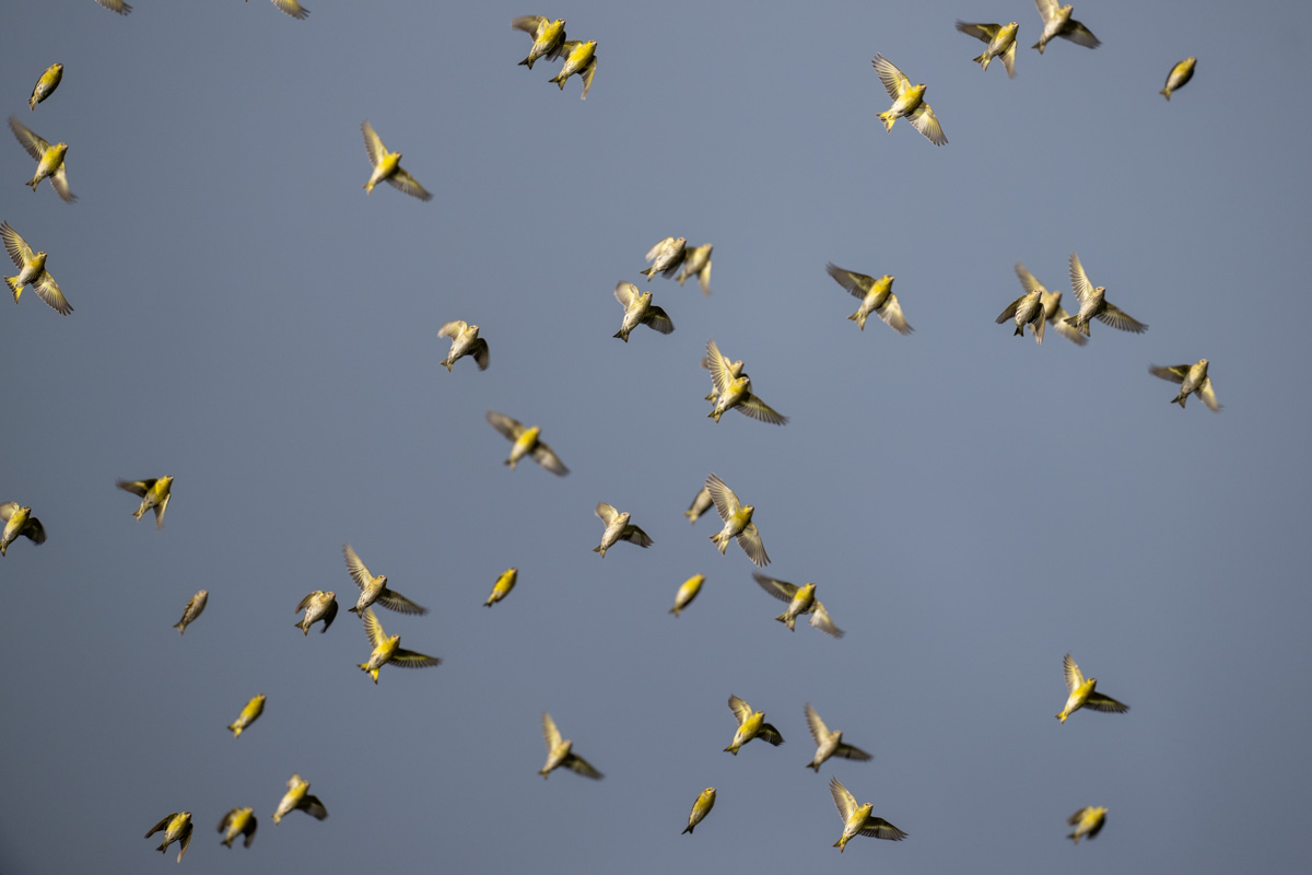 Eurasian Siskin