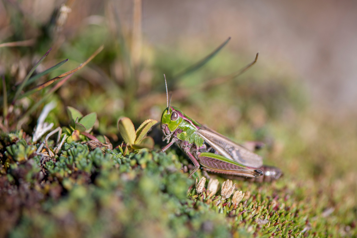 Stripe-winged Grasshopper