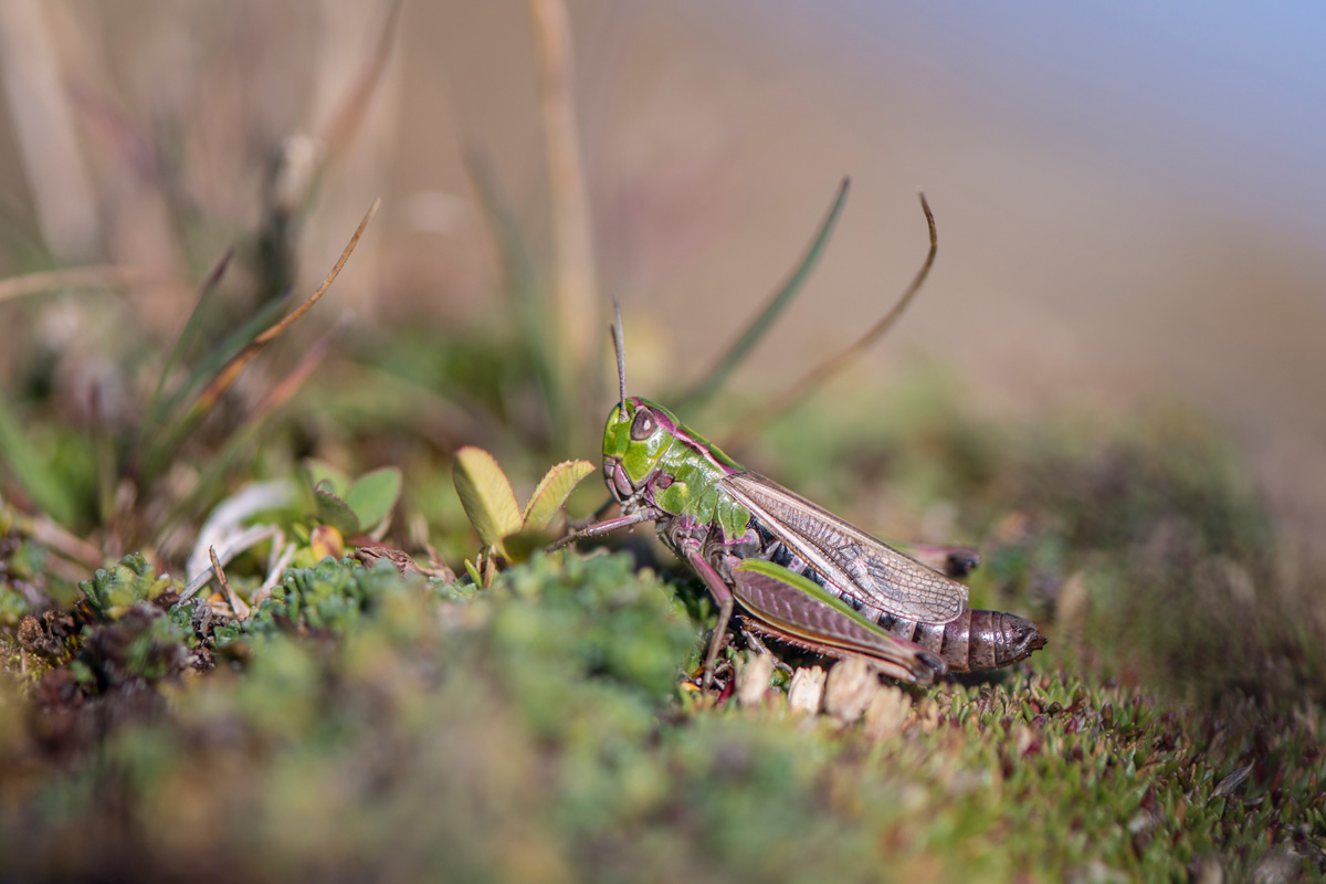 Stripe-winged Grasshopper