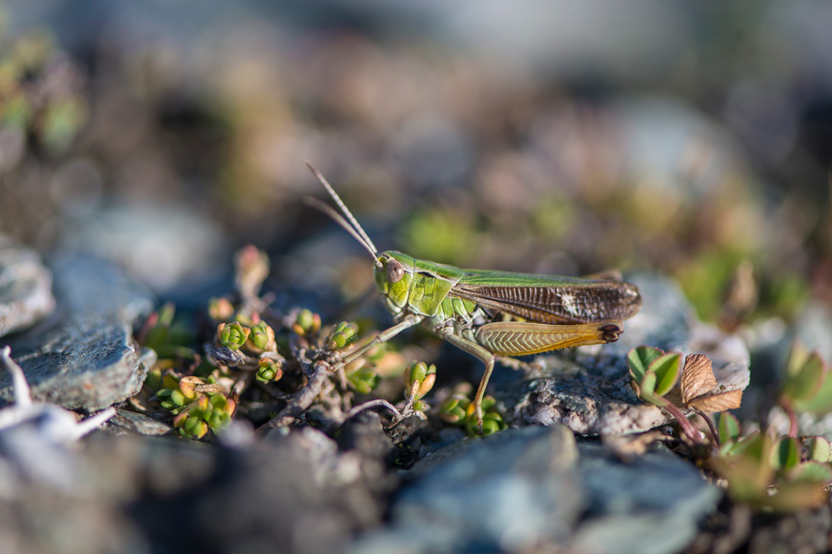 Stripe-winged Grasshopper