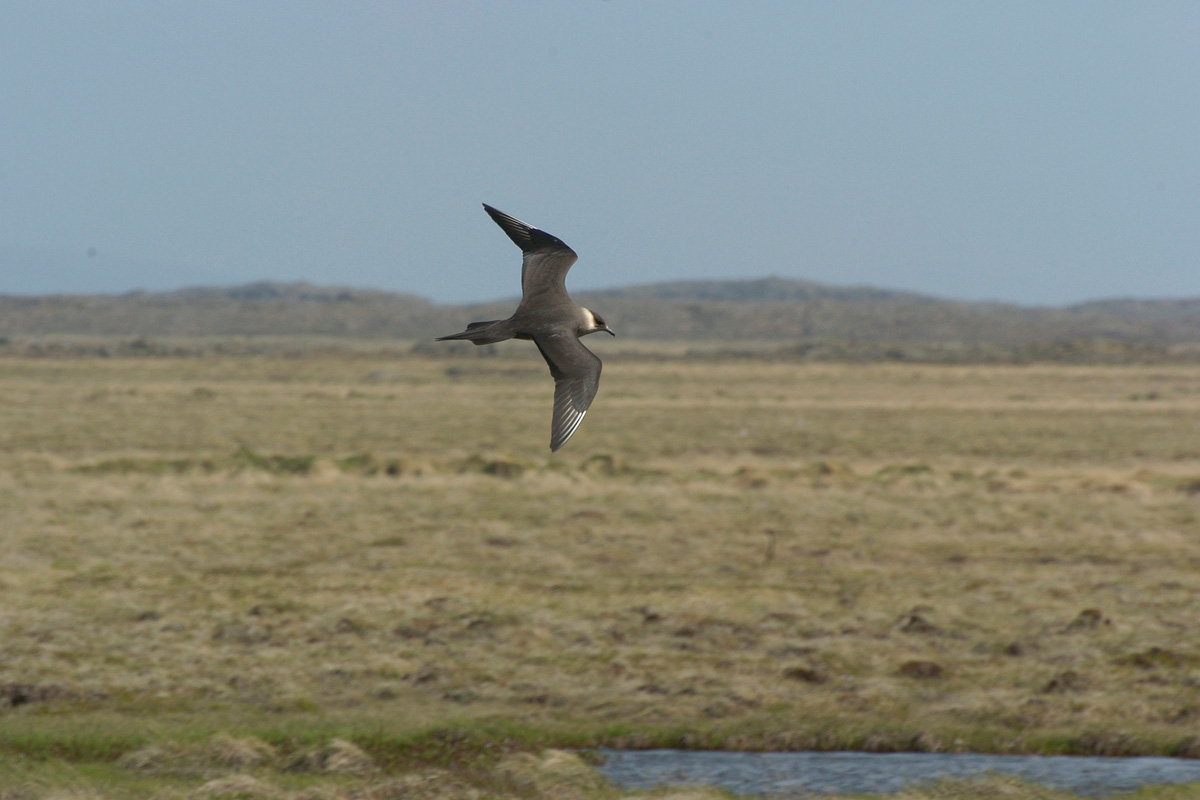 Parasitic Jaeger