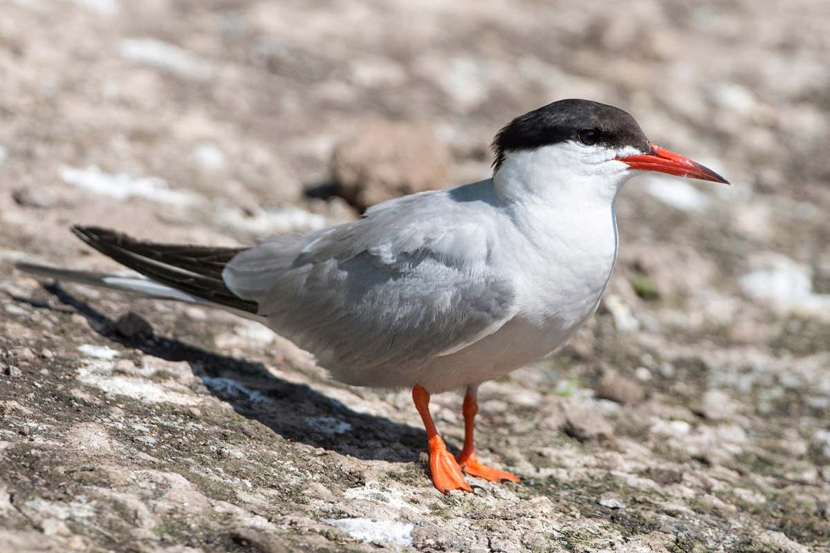 Common Tern