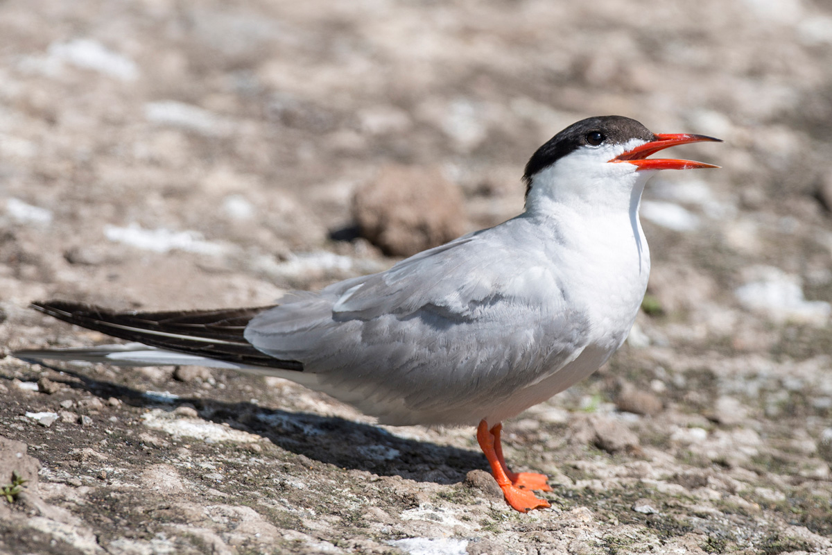 Common Tern