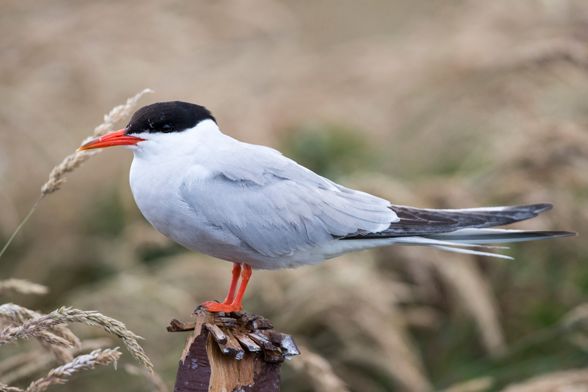 Common Tern